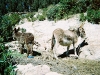 Isla del Sol