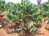 Plant de café