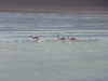 Flamants