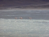 Flamants