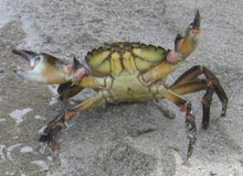 crabe